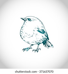 little bird ink drawn illustration
