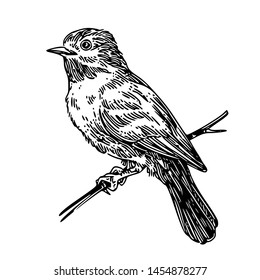 Little Bird On Branch. Sketch. Engraving Style. Vector Illustration.