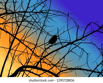 Little bird on the tree branches. Black branches of a tree against the sunset sky. Natural landscape. A beautiful sky and a chenoy tree with a bird.
