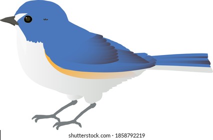 Little bird "Red-flanked blue tail",vector illustration