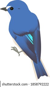 Little bird "Red flanked blue tail", Vektorgrafik