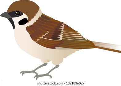 Little Bird, Tree Sparrow Vector Illustration