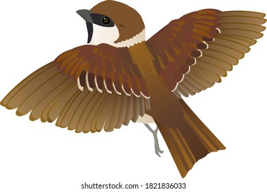 Pequeño pájaro, ilustración vectorial de la esparra del árbol