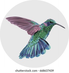 Little bird - Vector