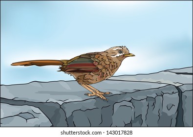Little bird vector drawing/Little bird/Easy to edit vector drawing, easy to edit layers and groups, no meshes or gradients used except for background sky, black and white line drawing looks great too.