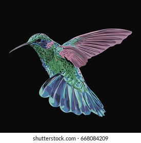 Little bird - Vector Hummingbird