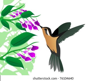 A little bird-drinking nectar from flowers