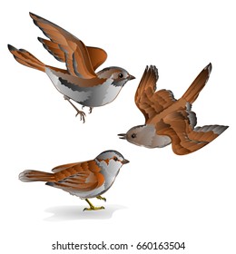 9,470 Vintage sparrows Images, Stock Photos & Vectors | Shutterstock