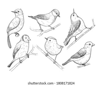 Little birds set in sketch style, vector hand drawn illustration. Cute spring birds on branch. Sparrow, robin, lark. Hand drawn forest bird isolated on white. Songbird linear engraved art.