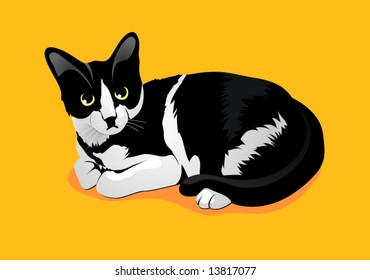 Little black white cat