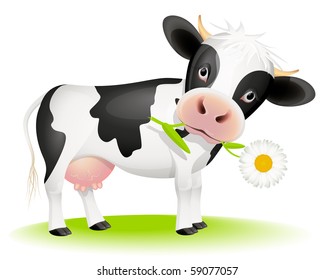 Little black and white cow eating daisy