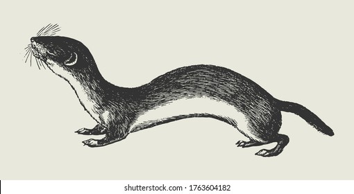 Little Black and White Weasel Vector Drawing