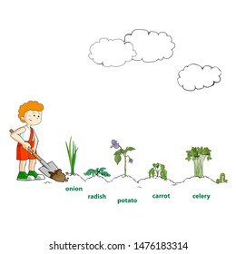 Little boy digging soil. Works in a garden. Vector illustration.
Flowers and plants seedling process.