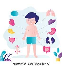Little boy with marked internal organs. Human body anatomy. Educational infographic for kids. Set of different organs and systems. Liver, kidneys and brain. Anatomical structure. Vector illustration