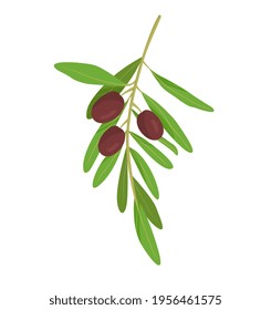Little branch with olives on the white background. Natural organic way to harvest olives for selling. Garden olive wood. Flat cartoon vector illustration isolated on white background