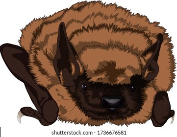 Little Brown Bat Realistic Wildlife Vector