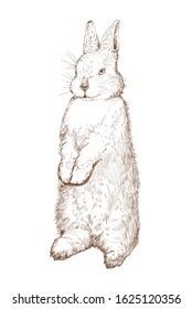 little bunny standing pose sketch drawing on white. hand-drawn monochrome illustration