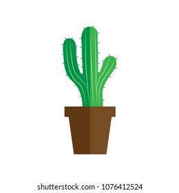 little cactus in a pot and white background