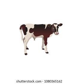 Little calf standing alone. Vector illustration isolated on white background