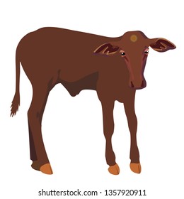 Little calf standing alone. Vector illustration isolated on white background