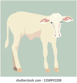 Little calf standing alone. Vector illustration isolate on white background