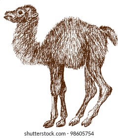 little camel