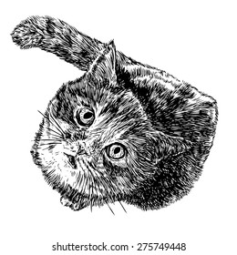 Little cat hand drawn isolated on white background