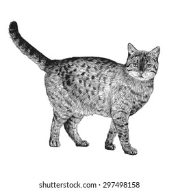 Little cat hand drawn isolated on white background
