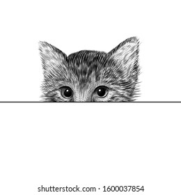 Little cat, kitten black and white vector illustration. Hand drawn sketch drawing. Pet portrait, peeking out from behind a sheet of paper. Cute animal background.