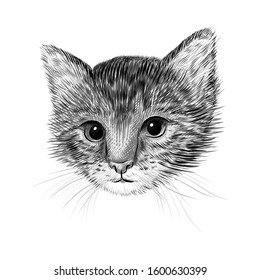 Little cat, kitten black and white vector illustration. Hand drawn sketch drawing. Pet portrait, Cute animal background.