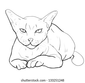 A little cat with so serious eye