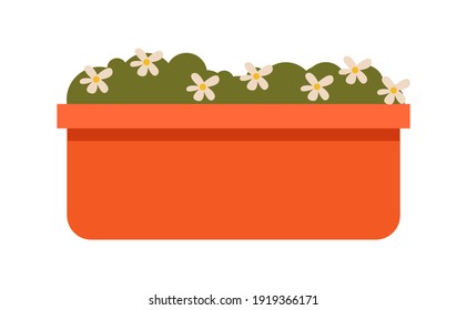 Little chamomiles in the flowerpot. Houseplant for interior decor of home or office vector illustration. Green plant with white flowers in a flowerpot. Vegetation isolated on white background