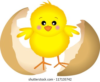 Little chick