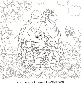 Little chick and colored Easter eggs in a basket decorated with a bow among flowers and flittering butterflies on a sunny spring day, black and white vector illustration in a cartoon style