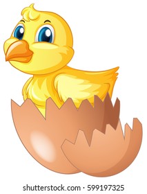 Little chick comes of of egg illustration