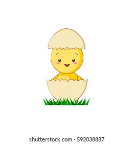 Little chick and egg shell on white background : Vector Illustration