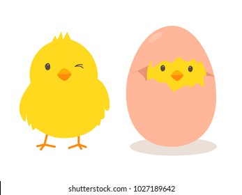 Little chick in the egg shells on white background