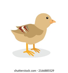 Little chick stands on its paws