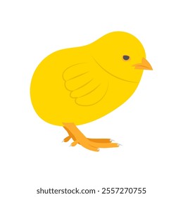 Little Chicken, Farming Flat Vector Illustration