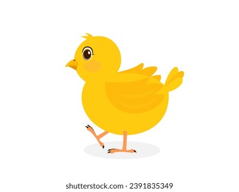 Little chicken on a white background.