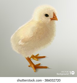 Little chicken. Vector eps10.