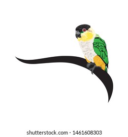 little colorful parrot, vector illustration 
