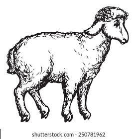 Little cute beautiful sheep standing in profile isolated on white background. Vector monochrome freehand sketchy linear drawn picture in style of book engraving