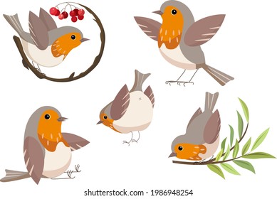 A little cute bird robin.