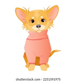 Little cute chihuahua dog in a pink sweater