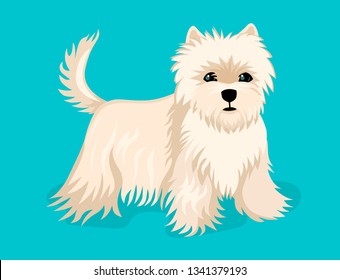 A little cute dog, a puppy of the Shih Tzu breed is standing, a long, light wool. Pet. Vector illustration of a character.