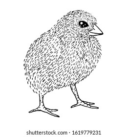 Little cute fluffy chicken sketch with black lines isolated on white background, stock vector illustration, for design and decor, prints, logos, labels, easter theme, farm