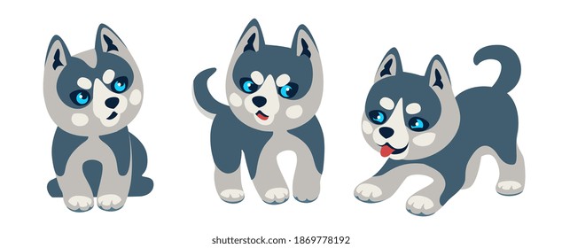 Little cute husky dog puppy with blue eyes sits pensive, stands scared, plays funny.