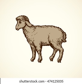 Little cute sheep standing in profile isolated on white background. Freehand pencil hand drawn picture sketchy in art scribble retro style pen on paper. Side view with space for text