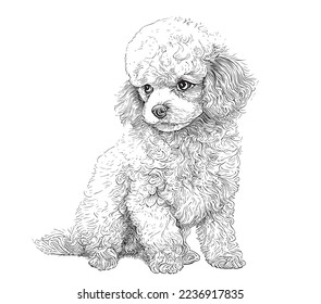 
Little cute toy poodle dog hand drawn sketch Vector illustration